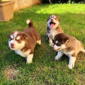 Husky siberiano machos y hembras