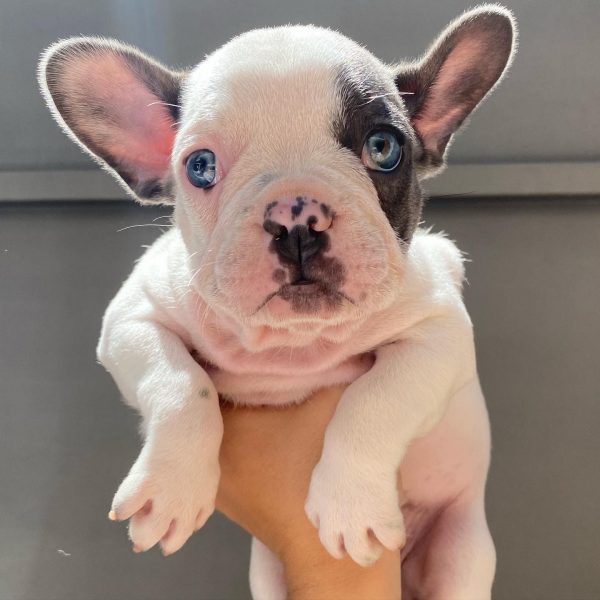 Bulldog francés pied blue hembra y macho - Imagen 2