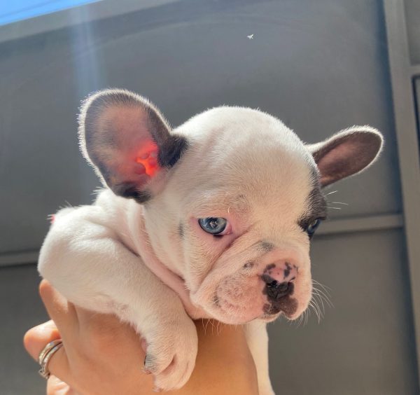 Bulldog francés pied blue hembra y macho - Imagen 3