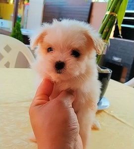 Bichon Maltes