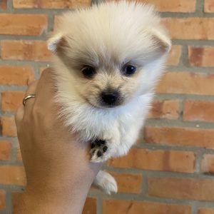 Lulú de pomerania hembra