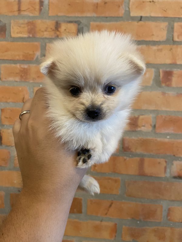 Lulú de pomerania hembra