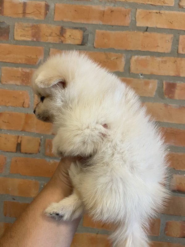 Lulú de pomerania hembra - Imagen 3