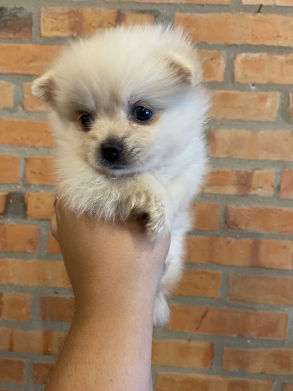 Lulú de pomerania hembra - Imagen 4