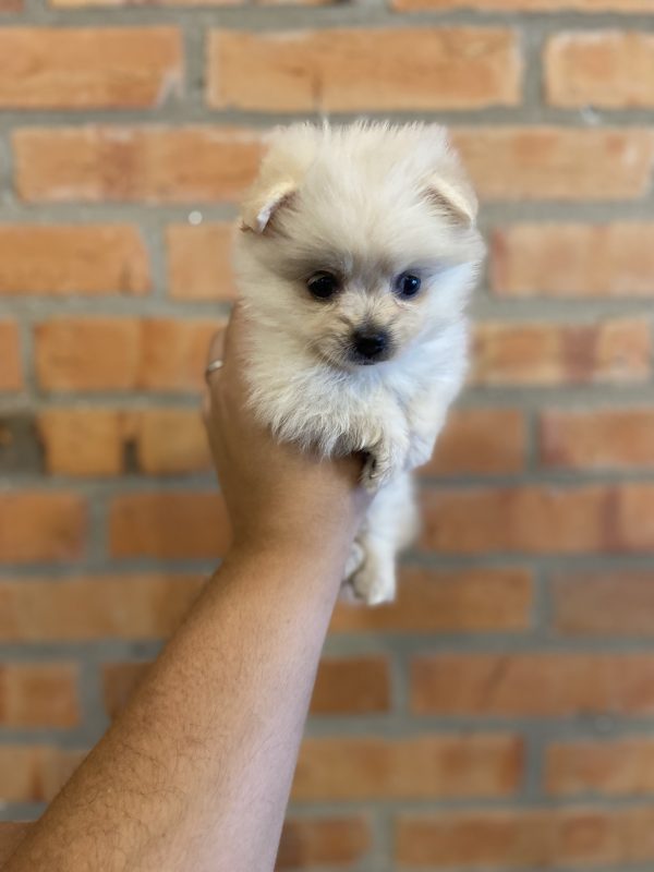 Lulú de pomerania hembra - Imagen 2