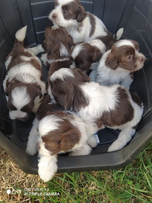 Lhasa apso machos y hembras - Imagen 3