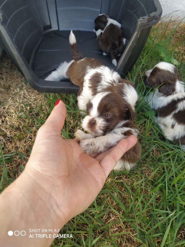 Lhasa apso machos y hembras - Imagen 2