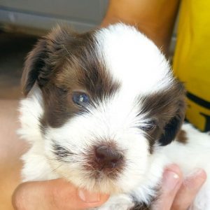 Lhasa apso machos y hembras