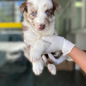 Border collie red merle