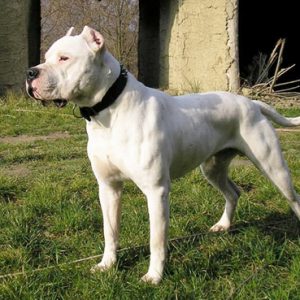 Dogo Argentino