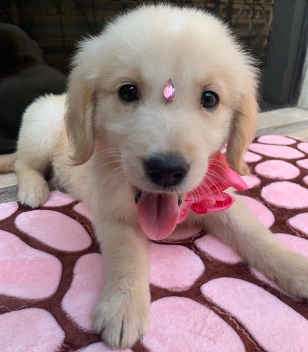 Golden Retriever - Imagen 3
