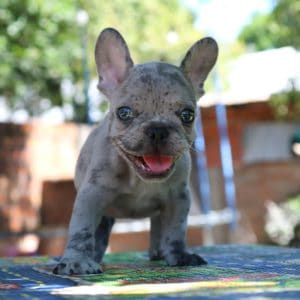 Bulldog francés exotico