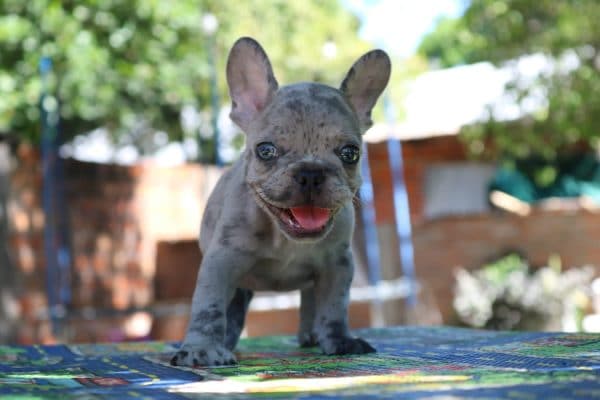 Bulldog francés exotico