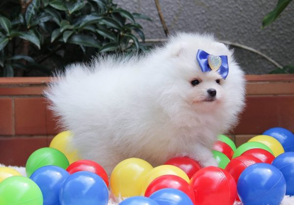 Lulu de POMERANIA - Imagen 2