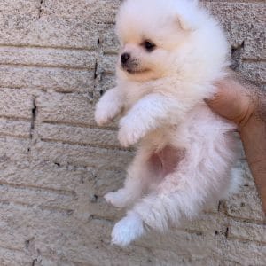 Lulu de pomerania