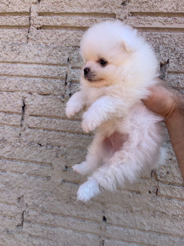 Lulu de pomerania