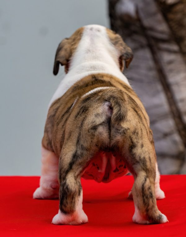 Bulldog Inglés - Imagen 2