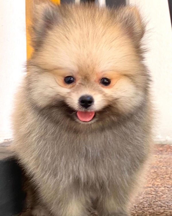 Lulu de POMERANIA