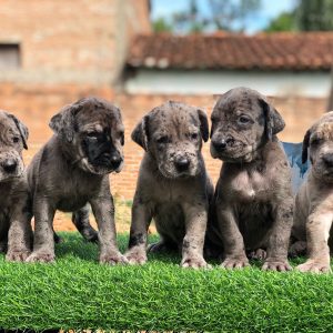 Gran Danes