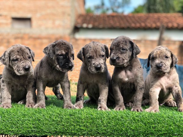 Gran Danes