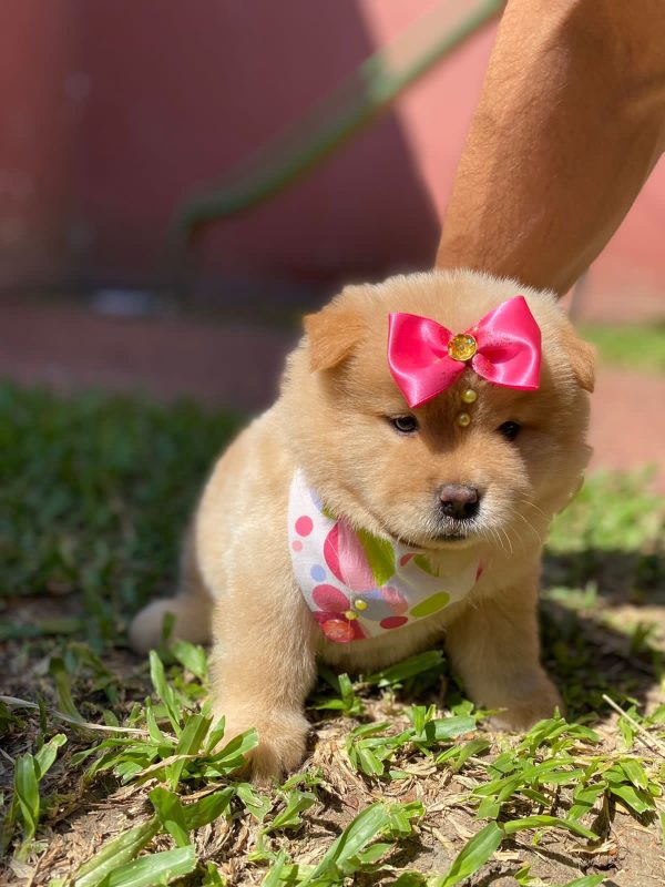 CHOW CHOW - Imagen 2