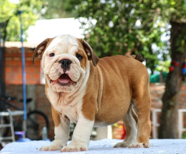Bulldog Inglés - Imagen 2