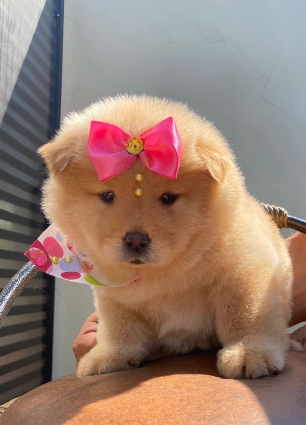 CHOW CHOW - Imagen 3