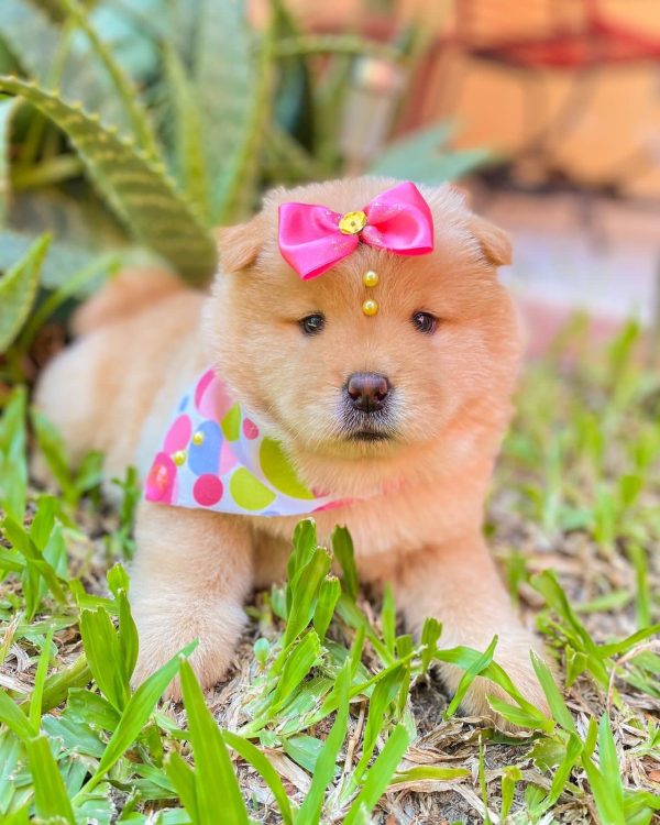 CHOW CHOW - Imagen 5