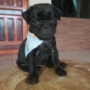 Pug