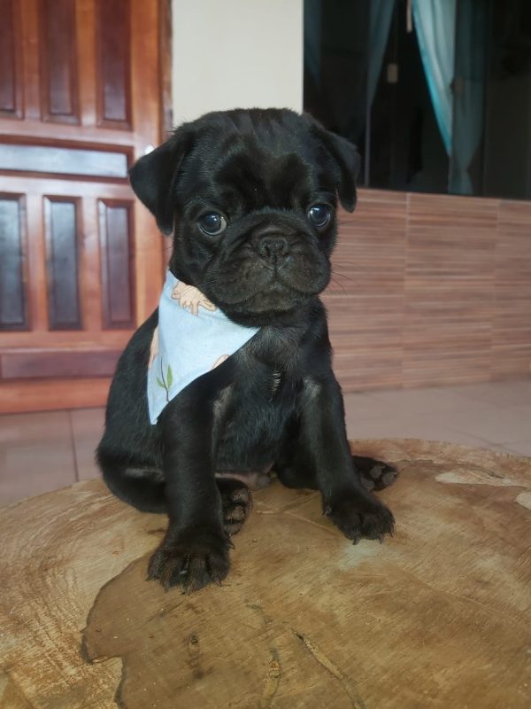 Pug