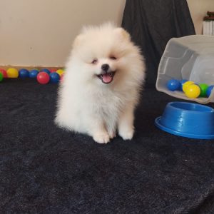 Lulu de Pomerania