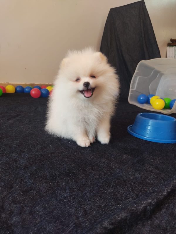 Lulu de Pomerania