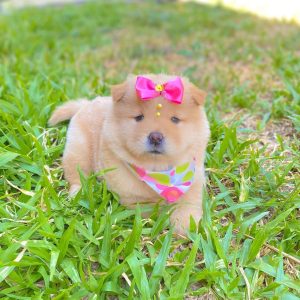 CHOW CHOW