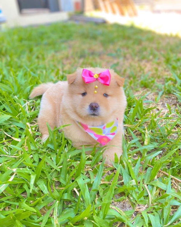 CHOW CHOW