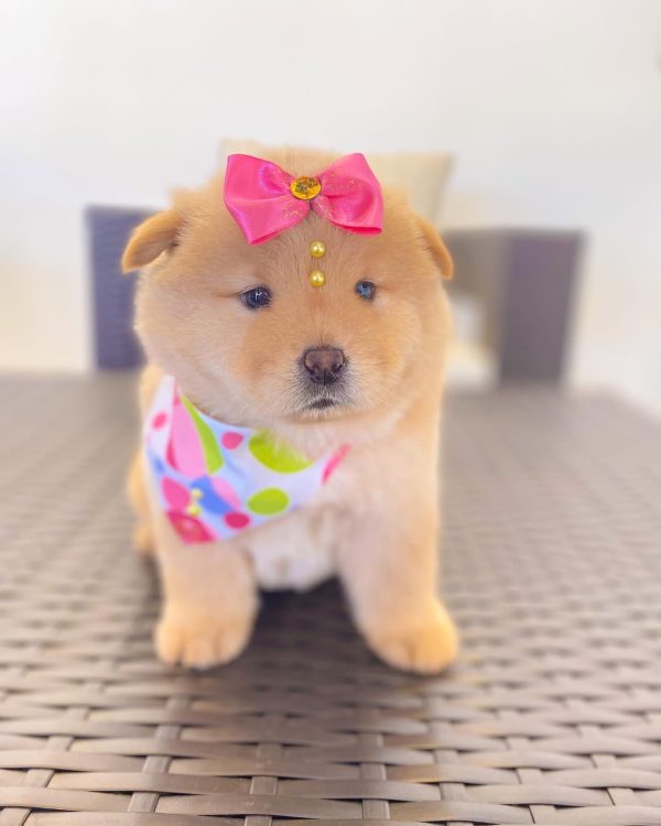 CHOW CHOW - Imagen 7
