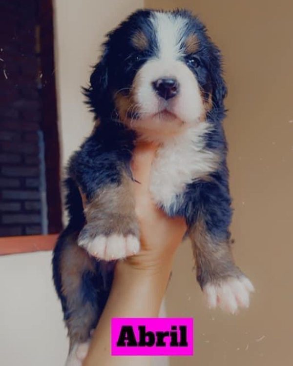 Boyero de Berna - Imagen 2