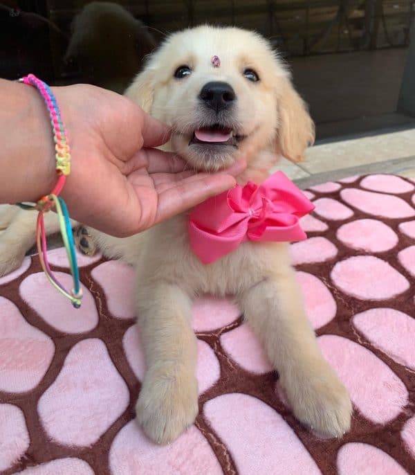 Golden Retriever - Imagen 2
