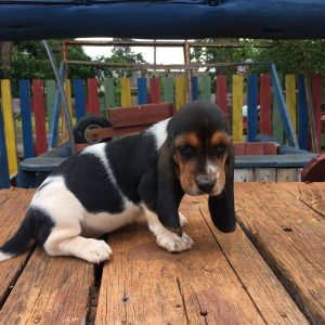 Basset Hound