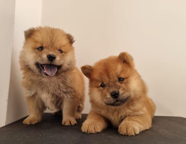 Chow chow - Imagen 2