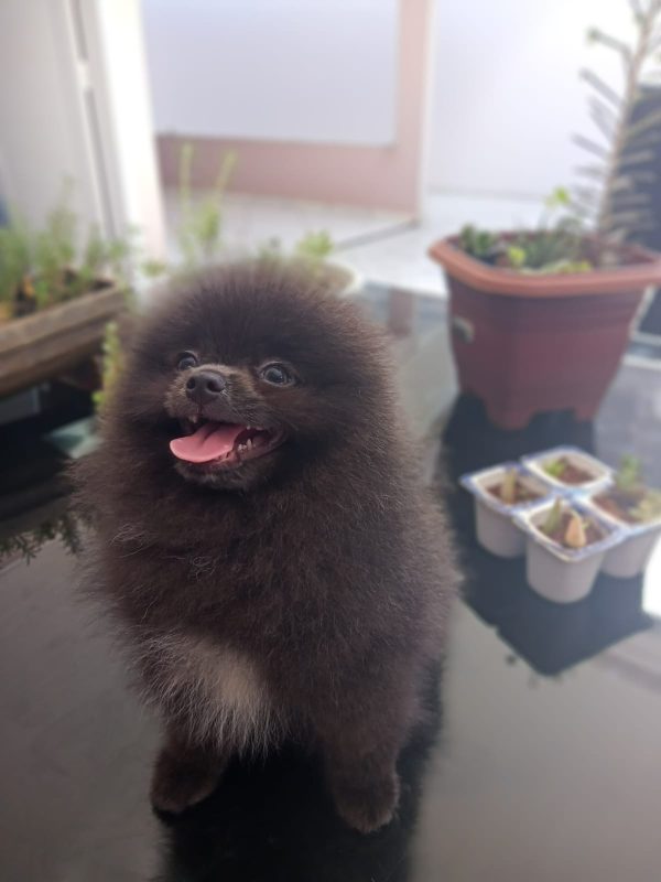 Lulu de Pomerania