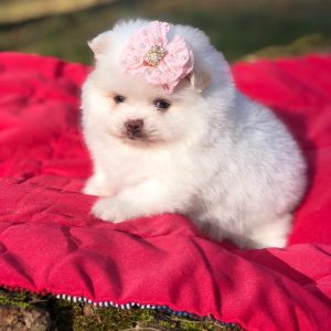 Lulu de pomerania