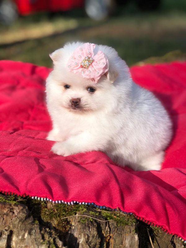 Lulu de pomerania