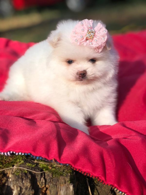 Lulu de pomerania - Imagen 2