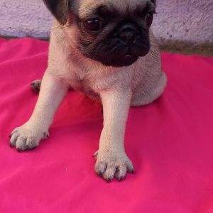Pug hembra