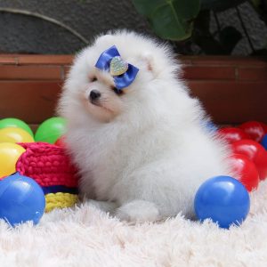 Lulu de POMERANIA