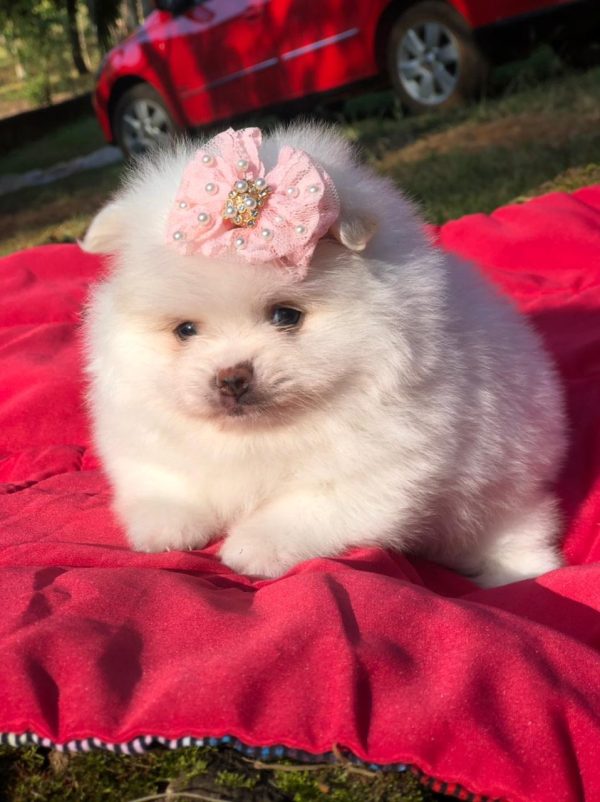 Lulu de pomerania - Imagen 3