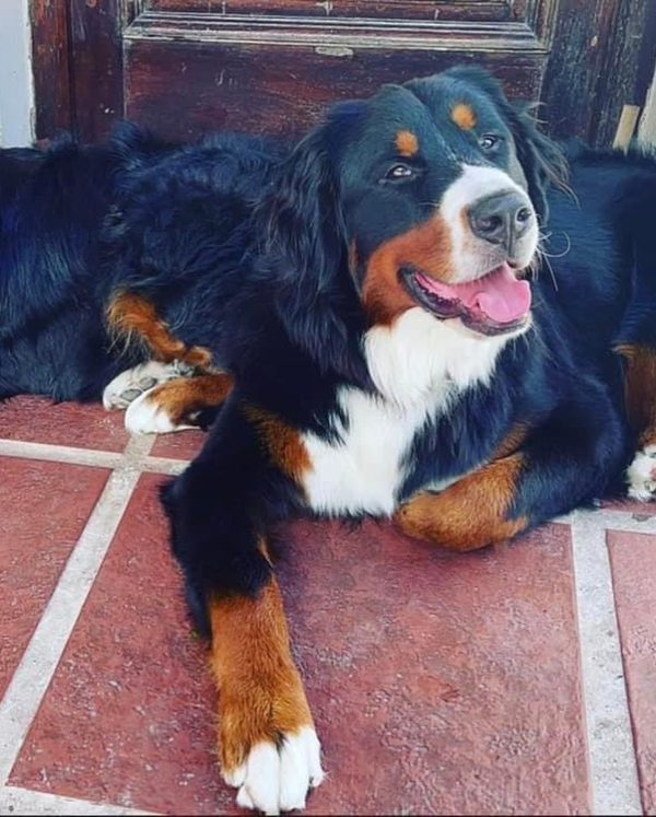 Boyero de Berna