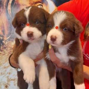 Border collie
