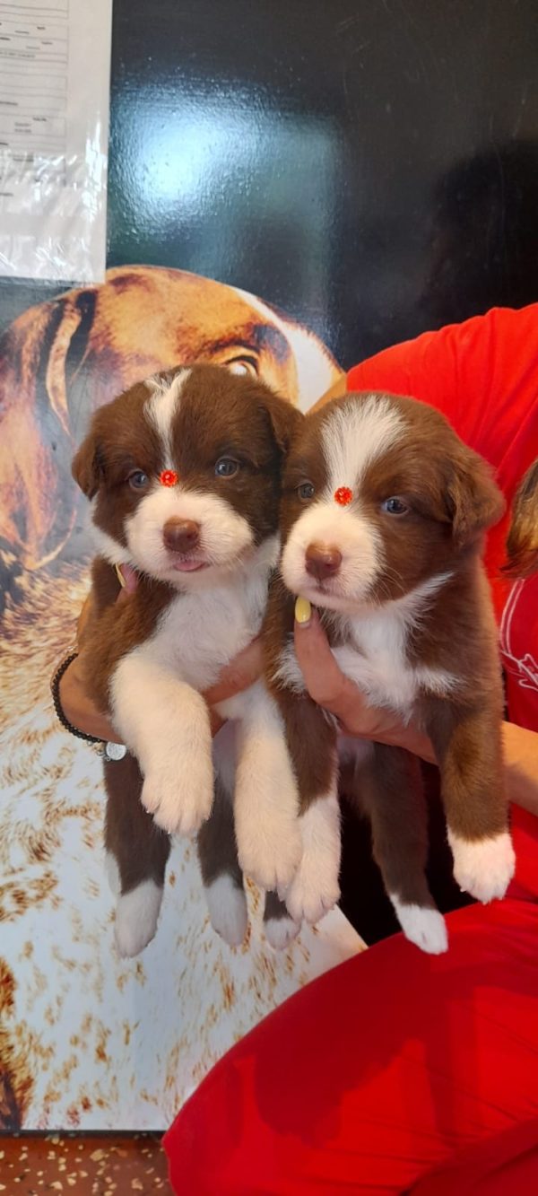 Border collie