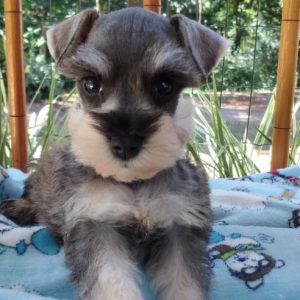 Schnauzer macho